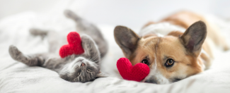 dog and cat with hearts